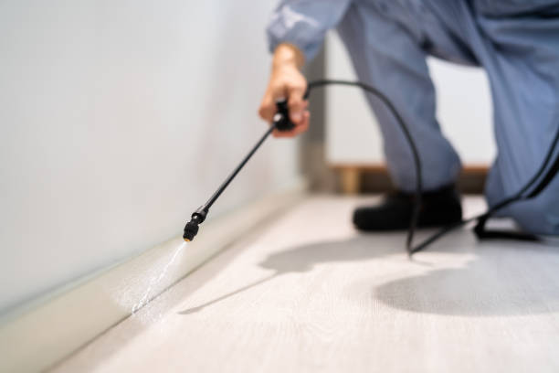 Licensed Ant Control service in Junction City, KY - Show Me Pest Control